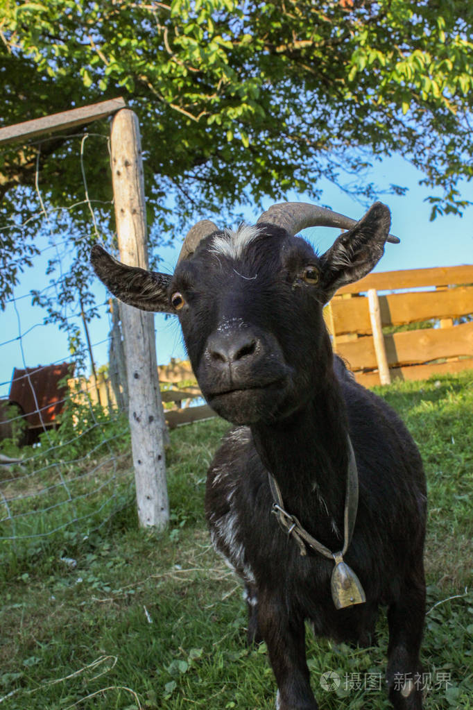 德国南部德国南部围场上可爱的黑山羊