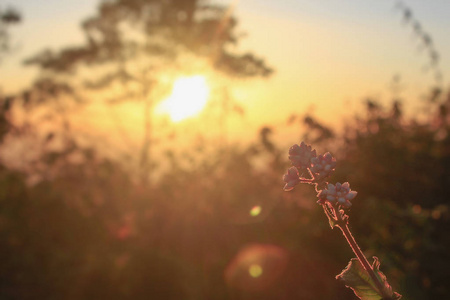 早晨日出的花