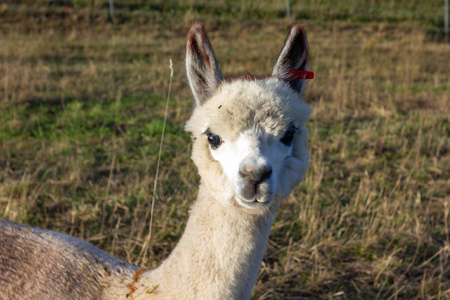 德国南部农村可爱的羊驼动物照片