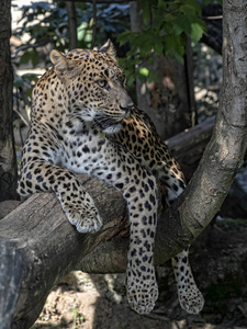 斯里兰卡豹斑马帕杜斯库蒂亚在树干上休息