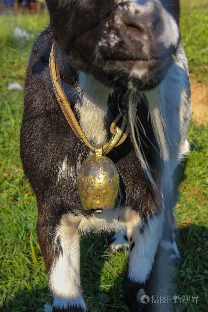 夏季傍晚德国南部围场上可爱的黑山羊