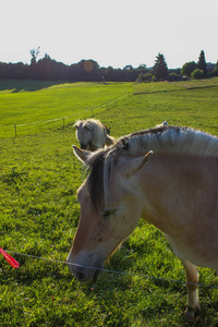 德国南部巴伐利亚阿尔高农村夏季傍晚的马，绿草如茵，蓝天，太阳光束