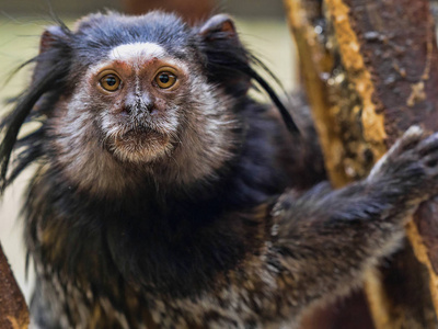 黑色簇绒毛猴的头上有大毛刷