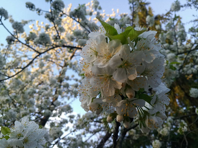 白色樱桃树的花