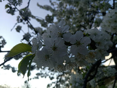 白色樱桃树的花图片