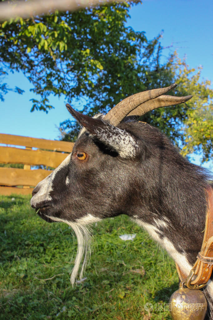 夏季傍晚德国南部围场上可爱的黑山羊