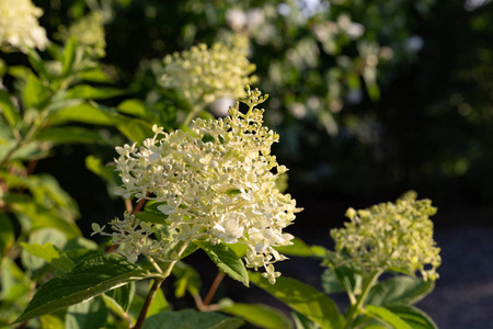 夏季傍晚巴伐利亚乡村的农舍花园花卉