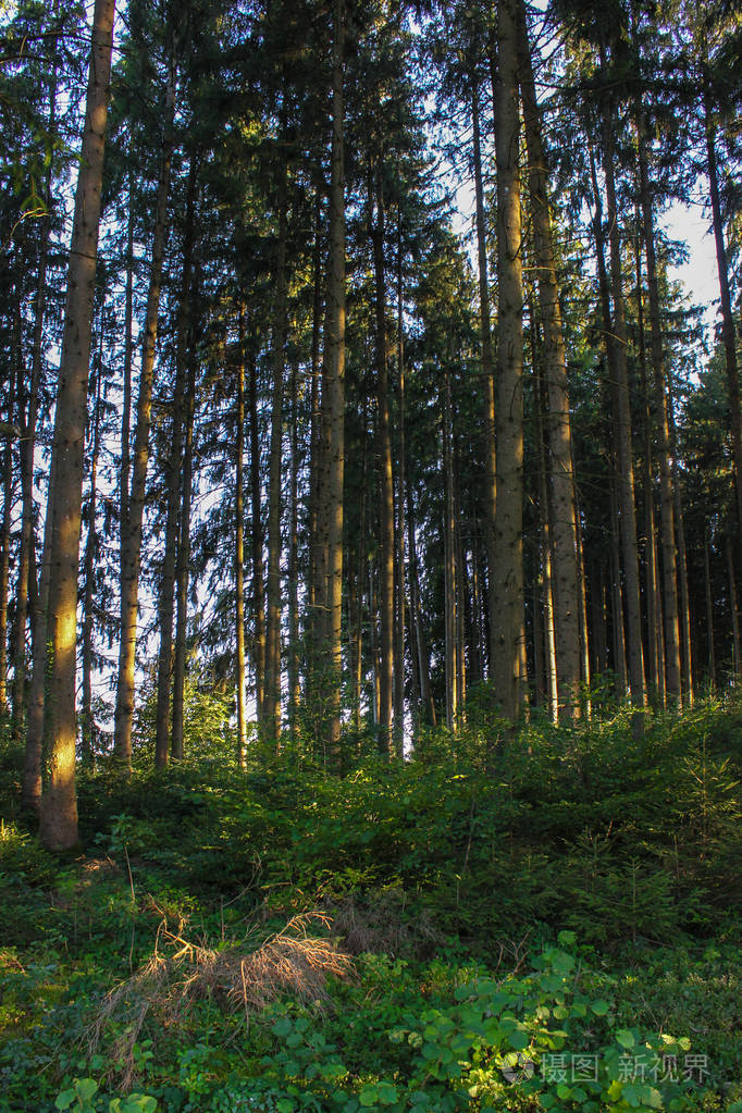 德国南部农村夏季傍晚有松树的森林