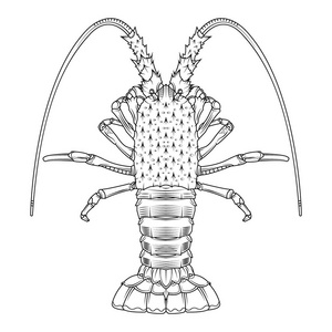 蟹虾龙虾小龙虾手绘插图. 着色页面海洋动物. 矢量图.照片