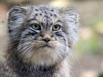  cat, Otocolobus manul