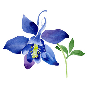 水彩蓝色耧斗菜花.花卉植物花卉.孤立插图元素照片