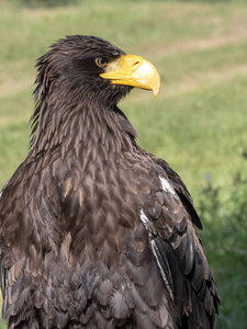 s Sea Eagle, Haliaeetus pelagicus