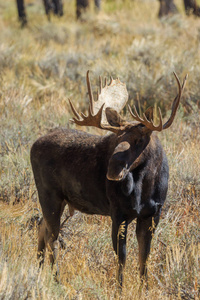 怀俄明州秋天车辙时的公牛麋鹿图片