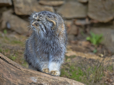  cat, Otocolobus manul, portrait of a male