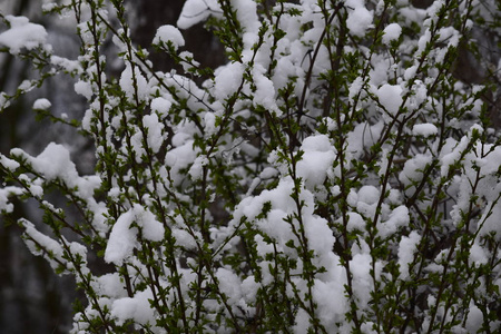 冬树雪性霜枝