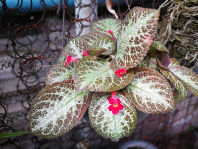 花园中多种颜色的植物叶子