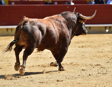 西班牙的大公牛