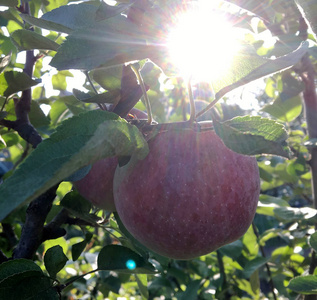 甜果苹果生长在树上，叶子绿色，天然植物产品挂在树枝上。 苹果照片由整个成熟的原始果树和树枝组成。 吃美味的榨汁苹果对健康有好处。