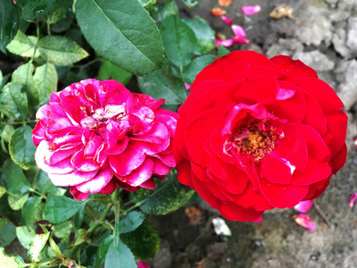 玫瑰花由长的雌蕊,圆形雄蕊,绿草组成. 玫瑰花中的植物花束照片