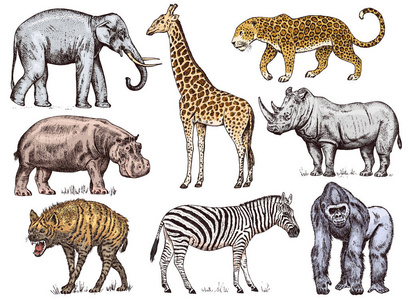 一组非洲动物。犀牛大象长颈鹿河马豹鬣狗西部大猩猩野生斑马。雕刻手画复古老单色野生动物园素描。向量例证