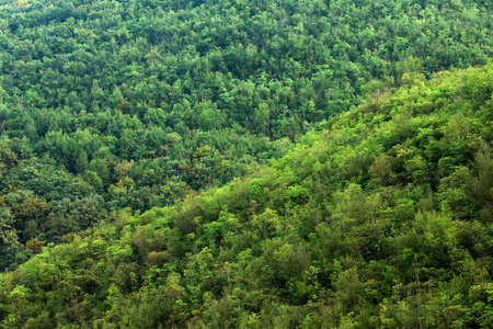 绿色针叶树和落叶树种茂密混交林的山坡相似素材图片 摄图新视界