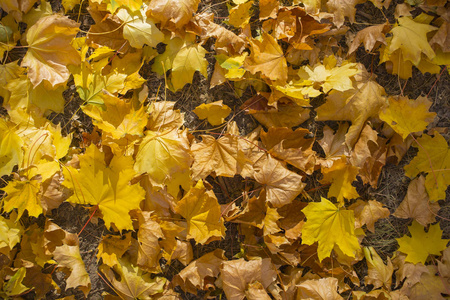 枫叶田。 秋天的地毯。 树把树叶扔掉了。