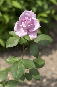 浅紫的玫瑰在花园里的阳光中绽放美丽的开花植物，阳光明媚的花园