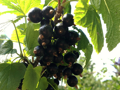 甜的黑色浆果醋栗生长在灌木上,叶子绿色的天然植物产品挂在树枝上.