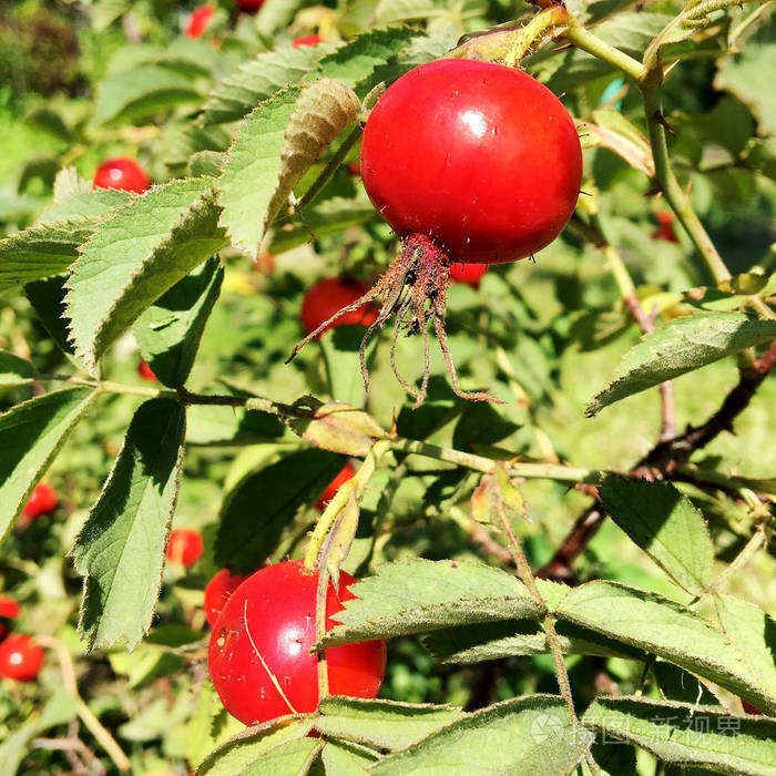 甜的红色浆果生长在灌木上叶子绿色天然植物产品挂在树枝上荆棘照片由