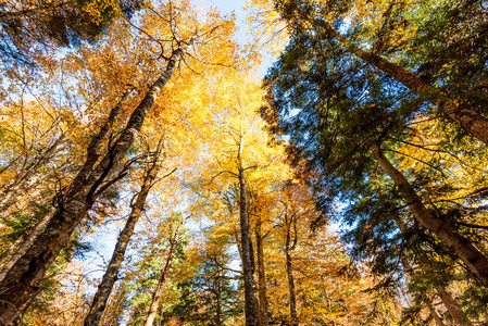 Bootom 观树在美丽的阳光明媚的秋天森林