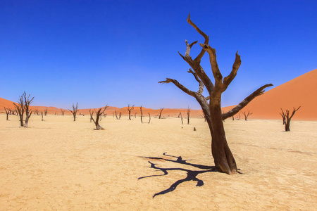 s largest red sand dunes and deadwoods