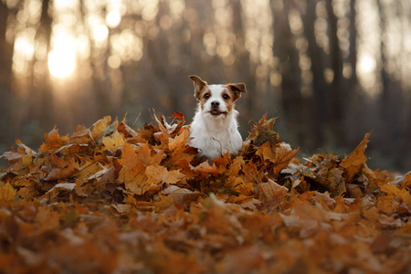 秋天的狗在公园里奔跑。滑稽和可爱的杰克罗素梗