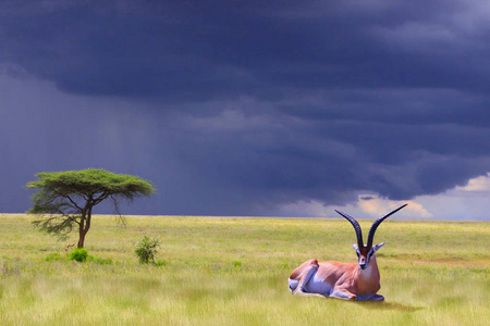 s Gazelle, tree of acacia in the background.