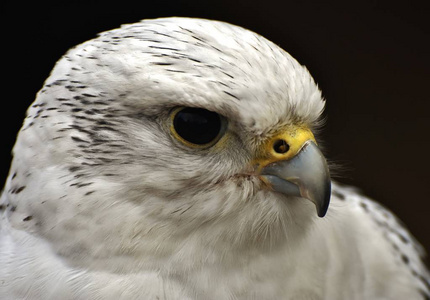 白色陀螺Falco Rusticolus