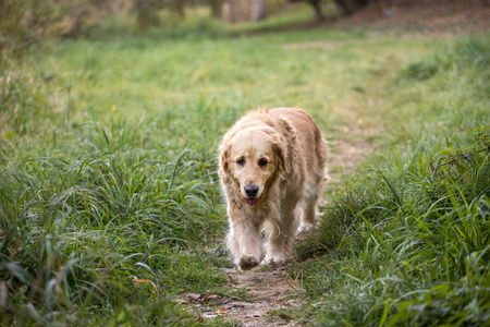 老金毛猎犬穿过小径