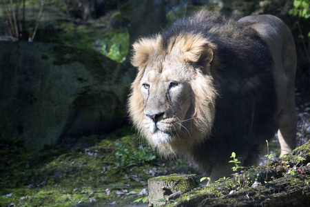 亚洲狮子潘切拉利奥波西卡住在印度的一个小保护区里