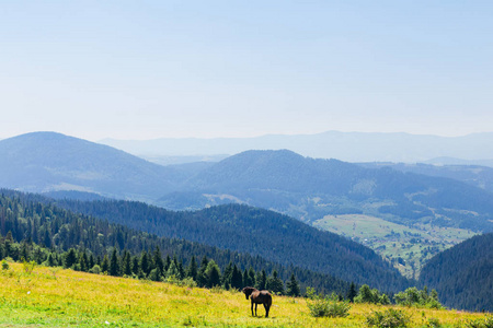 美丽的马在山顶的斜坡上，美丽的山峰和山脊的景色