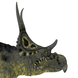 硅藻是一种有角的食草恐龙，生活在美国犹他州白垩纪。