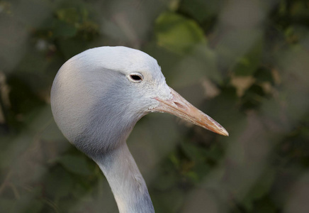 s crane. Lives in Namibia and South Africa.