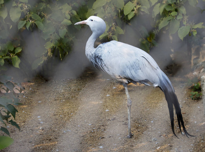 s crane. Lives in Namibia and South Africa.