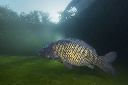 大鱼摄影logo图片