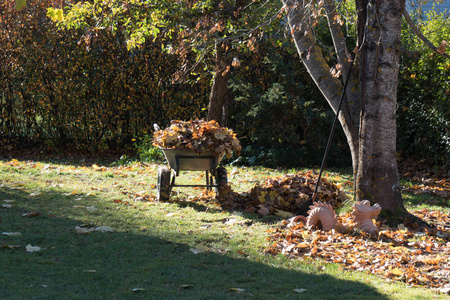 一个秋天的早晨，农场里放着收集的枫叶的园车