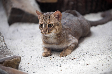 小的锈斑猫病毒非常罕见