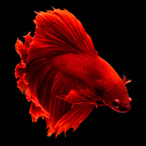 对手.照片