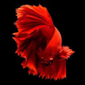 红贝塔暹罗斗鱼。鱼和尾巴像长裙，半月尾完美的鱼优雅。红色的鱼被认为是幸运的，给主人带来了好运。原产于泰国的鱼。对手。