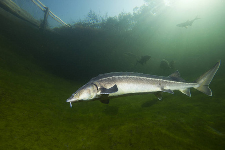 淡水鱼俄罗斯鲟鱼在美丽干净的河流中. 大自然中游泳鲟鱼的水下摄影.