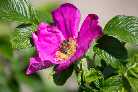 在德国南部五月阳光明媚的阳光明媚的日子里，你会看到花刺，有强烈的浅色印象，蜜蜂在盛开时滋养蜂蜜，所有的花都是粉红色的美丽