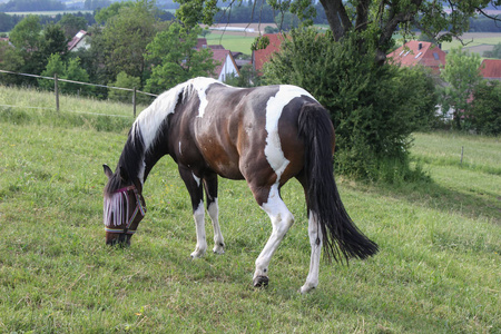 五月底在德国南部非常炎热的温度，让马享受新鲜的绿草和蓝天，宽天使视野水平。