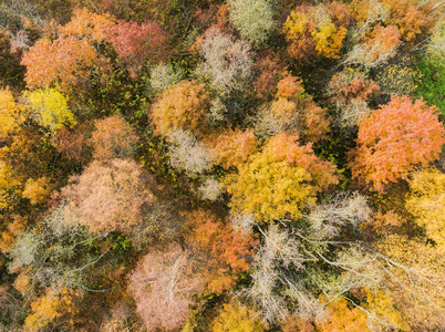 鸟瞰森林在充满活力的秋天颜色。 树林的鸟瞰。 空中秋林。 空中无人机从上面看到黄色树木和美丽的景观。 落叶的鸟瞰图