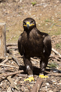 s Hawk, Parabuteo unicinctus, often behave falconers